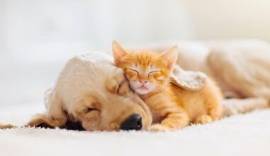 More Americans Are Choosing Kittens Over Puppies