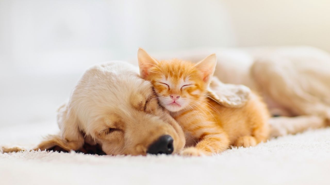 More Americans Are Choosing Kittens Over Puppies