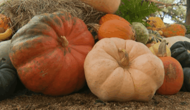 Pumpkin likely sickened North Texas baby with salmonella, mom says – NBC 5 Dallas-Fort Worth