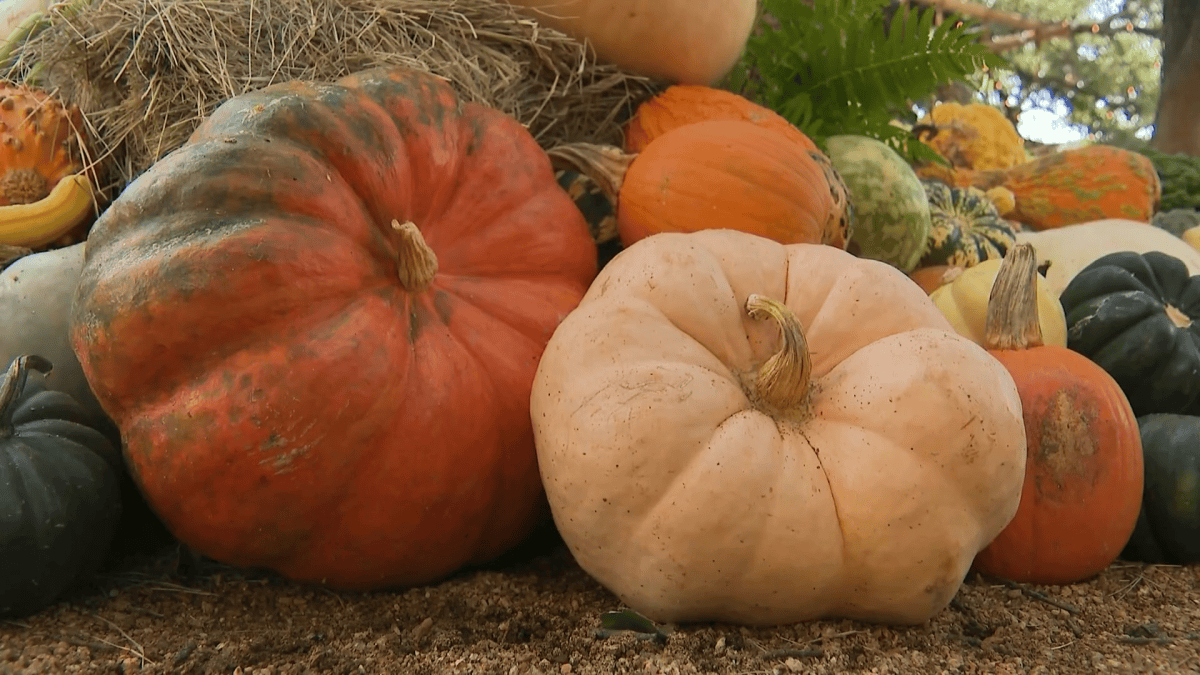 Pumpkin likely sickened North Texas baby with salmonella, mom says – NBC 5 Dallas-Fort Worth