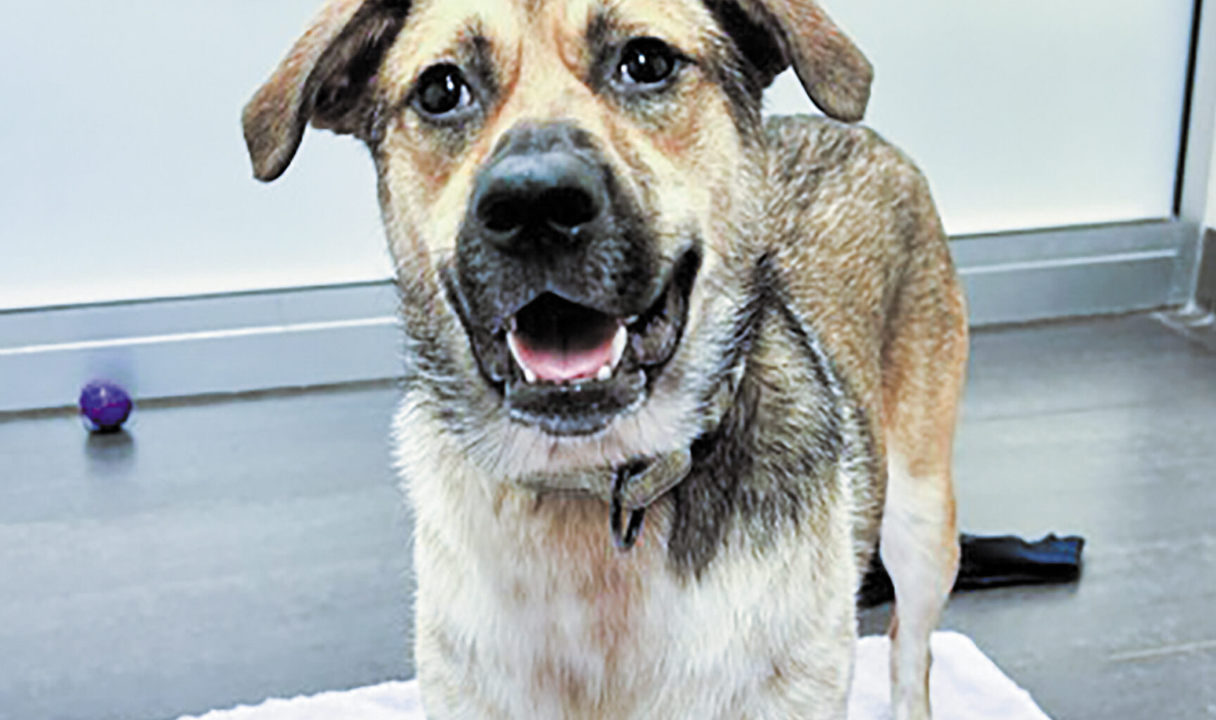 Pet of the week • 10-16-26