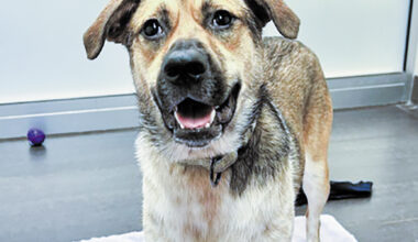 Pet of the week • 10-16-26