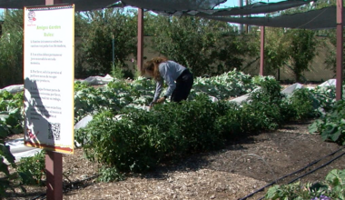 Sunday Funday: Growing through food, faith and service at the Mustard Seed Cafe
