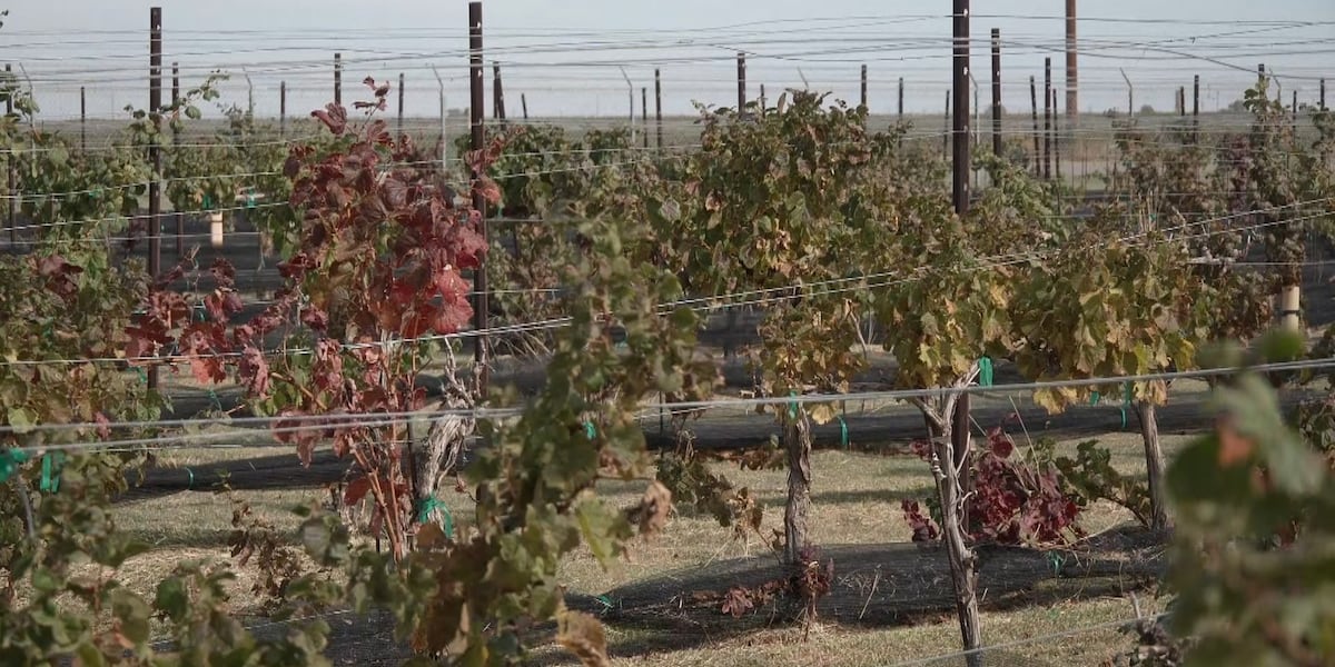 South Plains winery faces early harvest, drop in alcohol sales