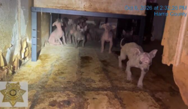45 Chihuahua-mix dogs rescued from north Houston home amid neglect investigation