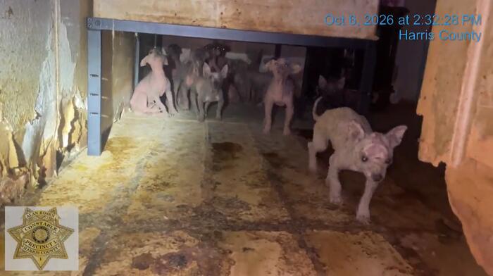 45 Chihuahua-mix dogs rescued from north Houston home amid neglect investigation