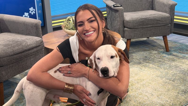 Handsome, affectionate, great with kids and already a local celebrity? Meet Walter, an adorable adoptable dog from Austin Pets Alive! who just might be your perfect match!