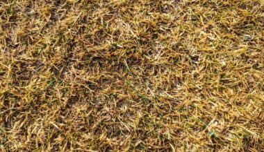How To Tell If Lubbock Grass Is Dead Or Just Dormant