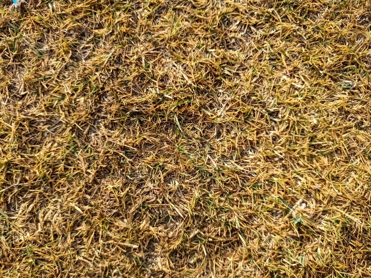 How To Tell If Lubbock Grass Is Dead Or Just Dormant