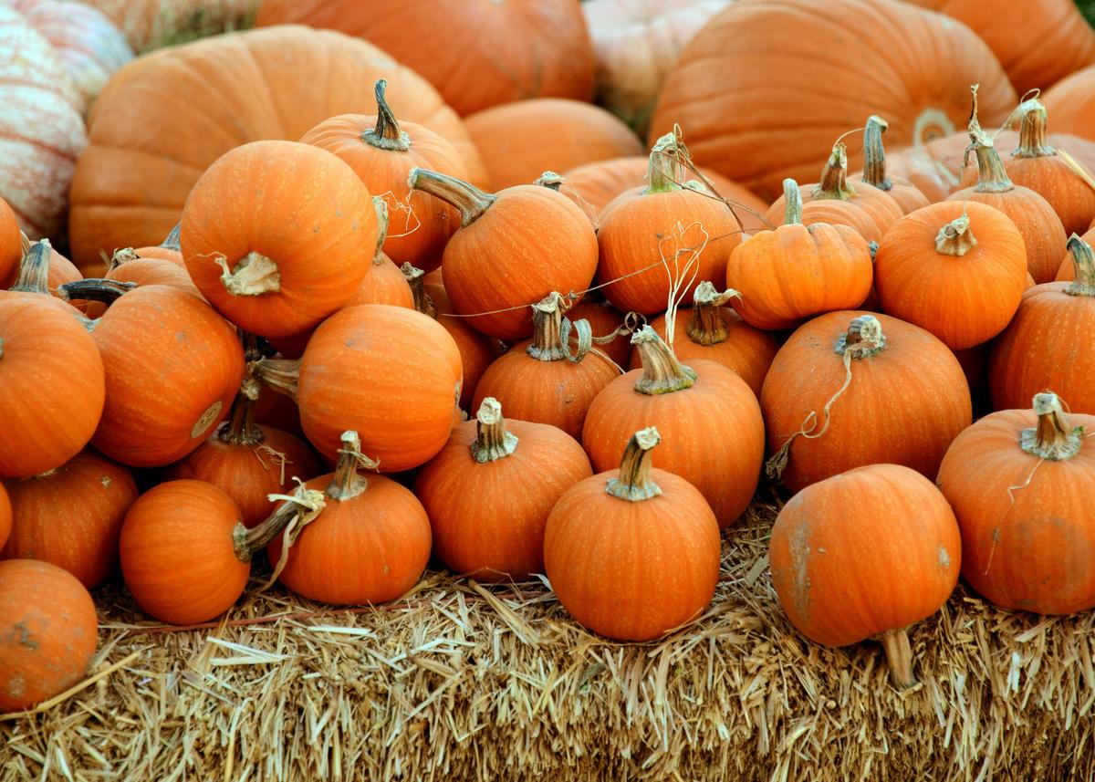 Halloween Events In Lubbock, From Free To Thirty-five Dollars