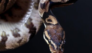 Ball Python Found At Lubbock's Tinseltown Movie Theater