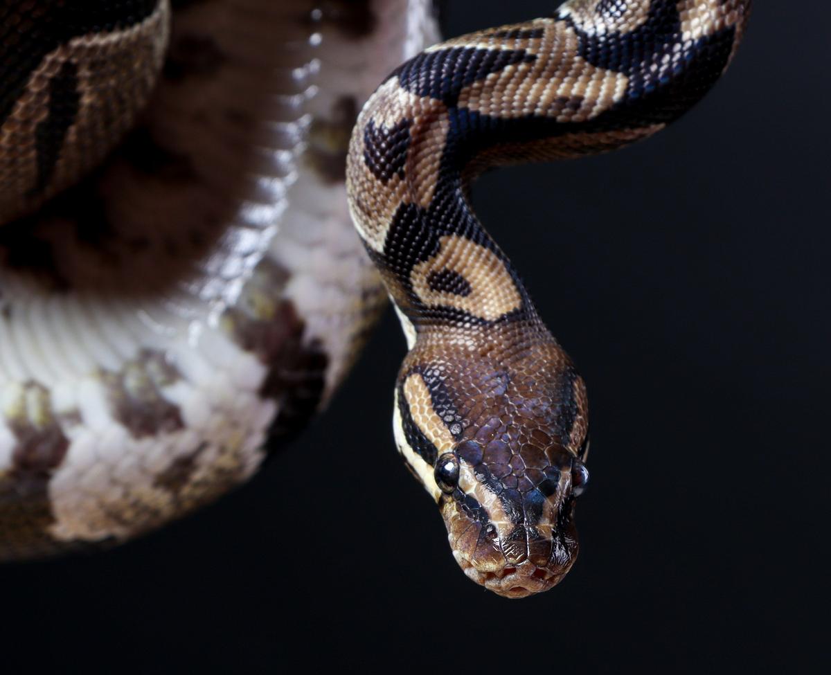 Ball Python Found At Lubbock's Tinseltown Movie Theater