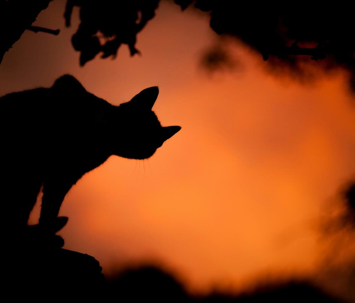 Halloween Events In Lubbock, October 26 To 31