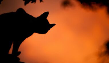 Halloween Events In Lubbock, October 26 To 31