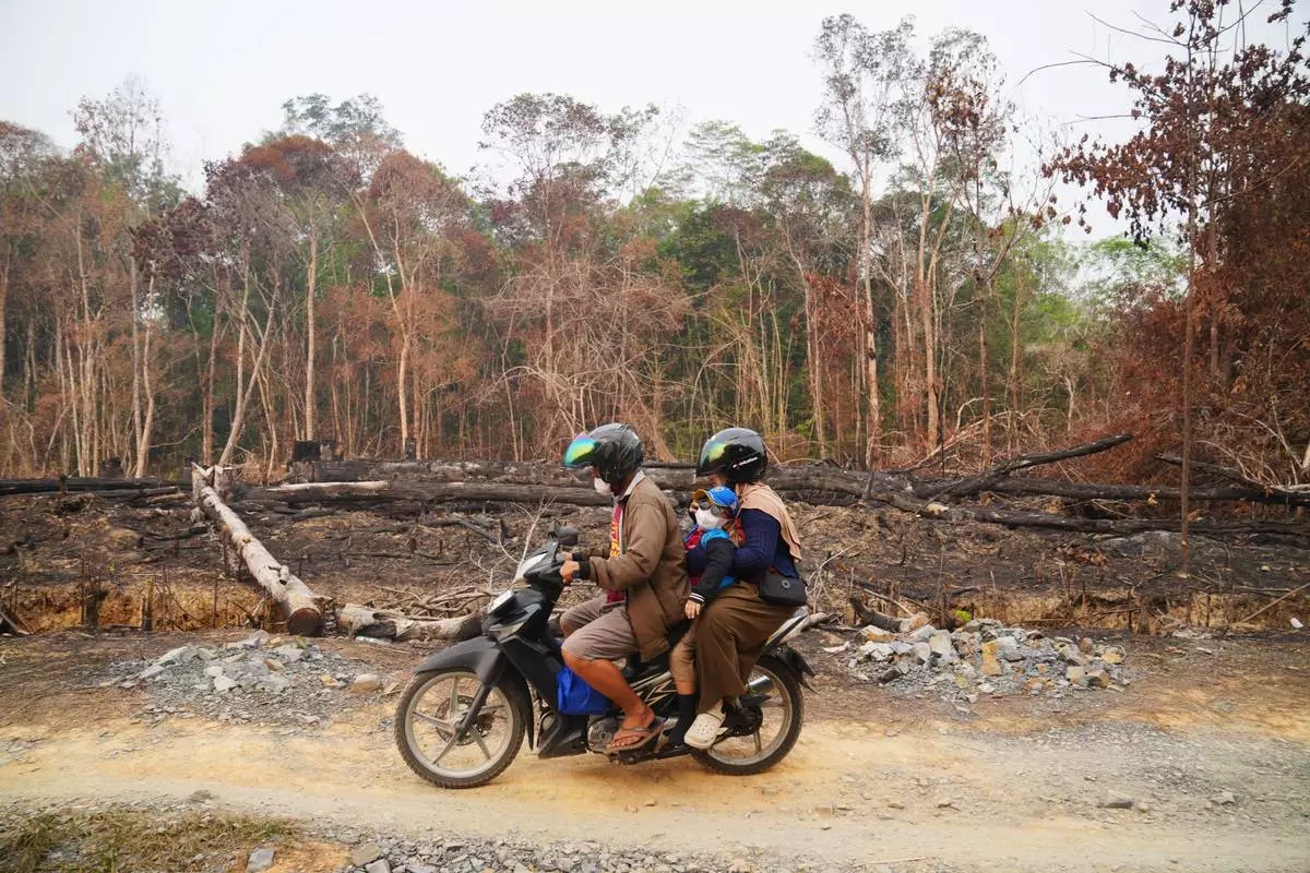 People ride a motorcycle past peatlands damaged by wildfires in Sekadau, West Kalimantan, Indonesia, Saturday, Sept. 12, 2026. (AP Photo/Tatan Syuflana)