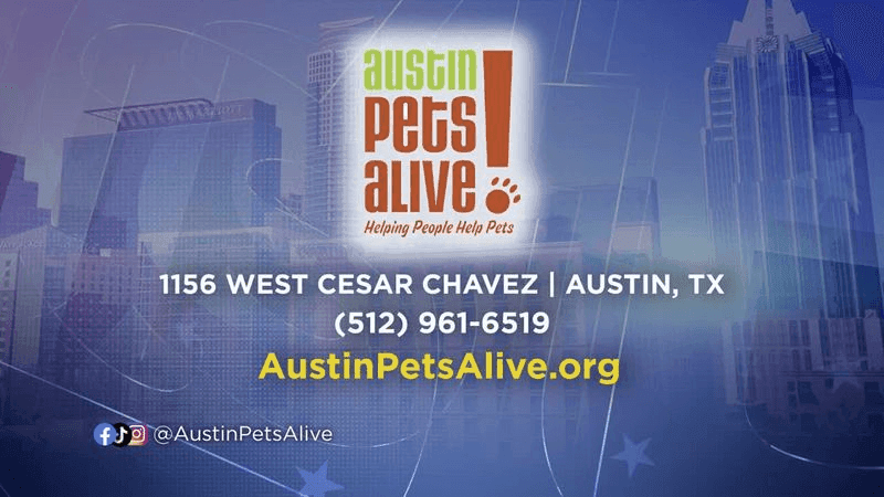 To learn more about Walter, explore adoptable pets or sign up to foster, visit AustinPetsAlive.org.