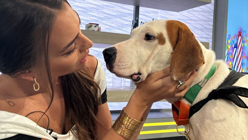 And Walter is already a star! He recently represented Austin Pets Alive! at an Austin FC game, where he stayed relaxed and happy despite the excitement of a cheering crowd.
