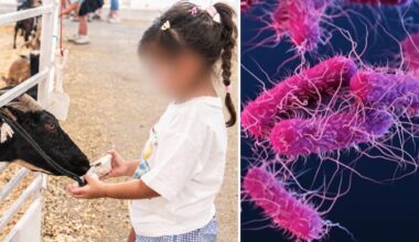 Dallas health officials investigating if E. coli cases came from State Fair of Texas petting zoo