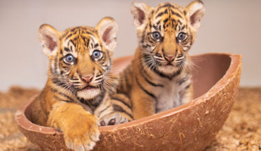 Fort Worth Zoo Welcomes First Sumatran Tiger Cubs