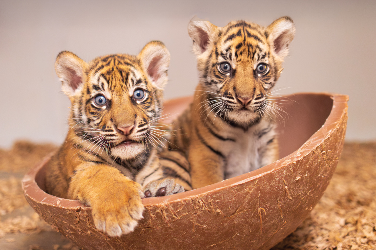 Fort Worth Zoo Welcomes First Sumatran Tiger Cubs