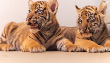 Critically endangered Sumatran tiger cubs born at Fort Worth Zoo