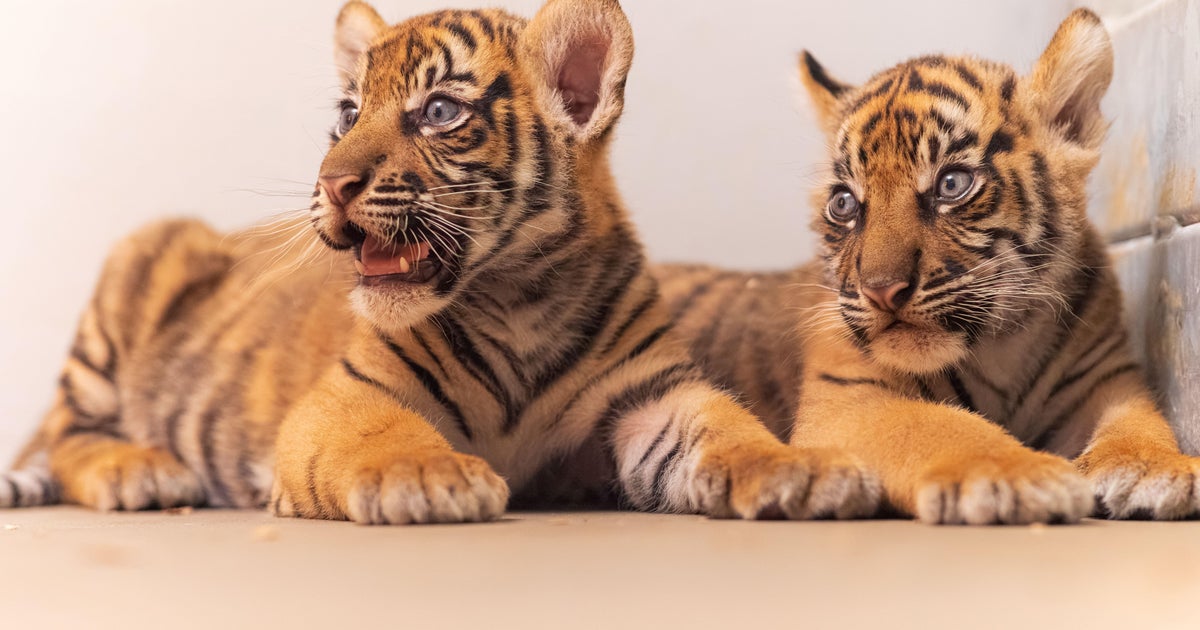 Critically endangered Sumatran tiger cubs born at Fort Worth Zoo