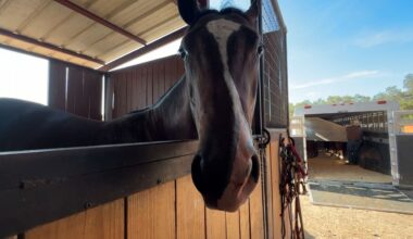 Horse exports from Texas to Mexico resume