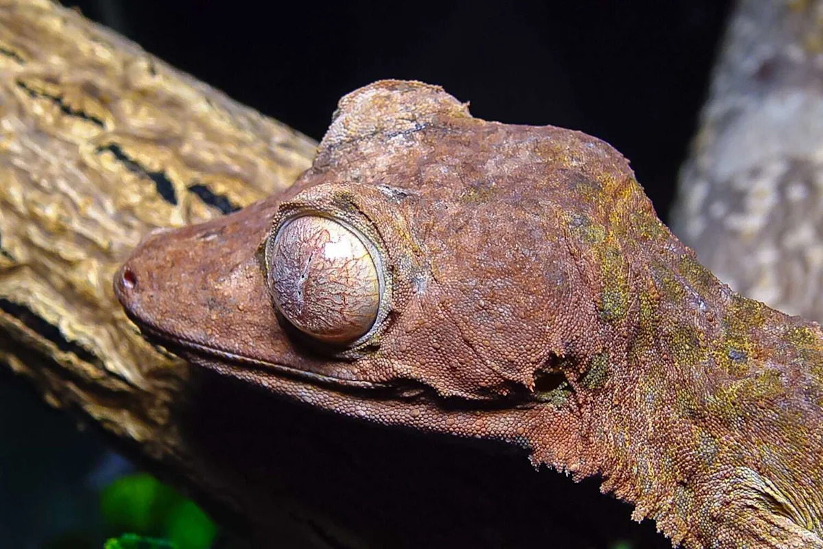 Houston Zoo welcomes rare new arrivals, including a major first