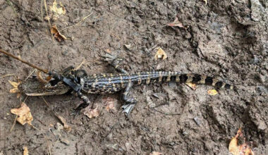 Texas family points fingers after game wardens discover alligator tied to boat