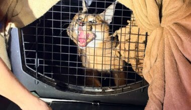 72 exotic animals crammed in minivan rescued in Texas I-10 bust