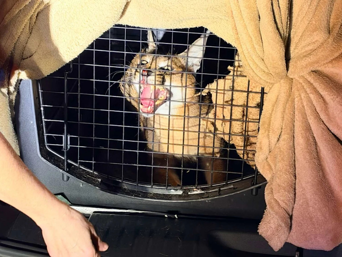 72 exotic animals crammed in minivan rescued in Texas I-10 bust