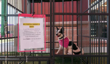 San Antonio Animal Care Services takes dog in viral video into custody