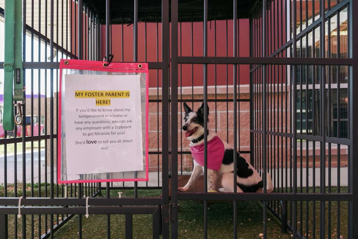 San Antonio Animal Care Services takes dog in viral video into custody
