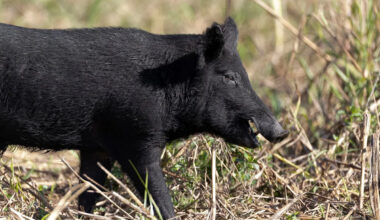 Houston suburb wants residents to help map feral hog traffic in parks