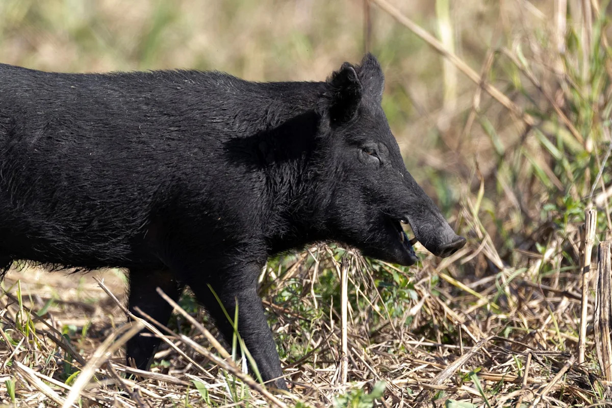 Houston suburb wants residents to help map feral hog traffic in parks