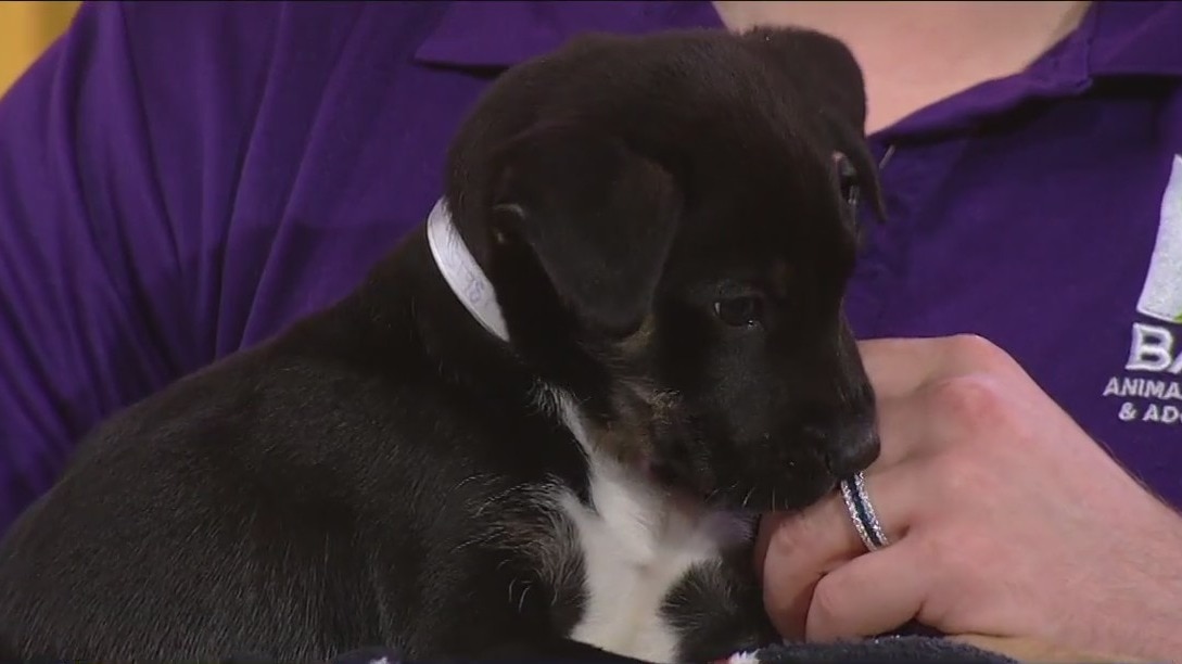 FILE -- Microchips required for all dogs, cats in Houston