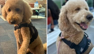 Beloved North Texas school service dog missing, community asked to help find Ruffles