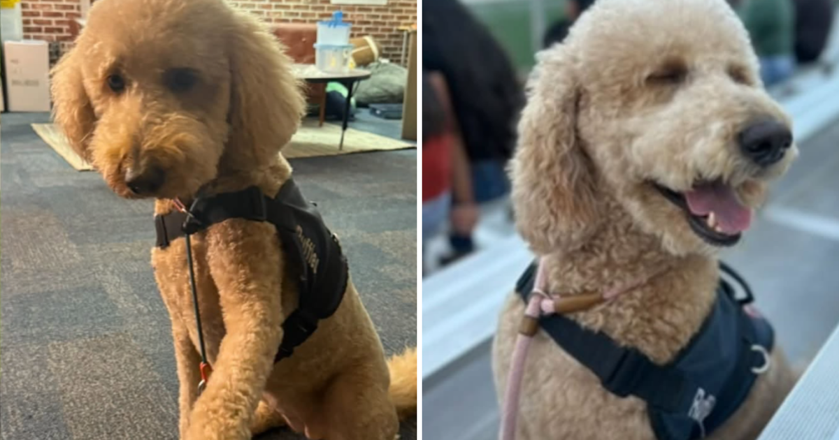Ruffles, Stephenville ISD service dog