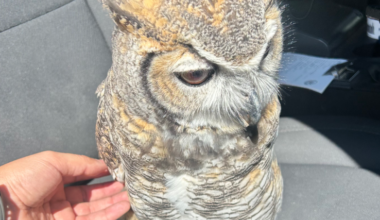 What a hoot! Texas DPS trooper rescues injured owl along I-10