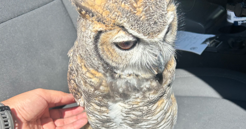 What a hoot! Texas DPS trooper rescues injured owl along I-10