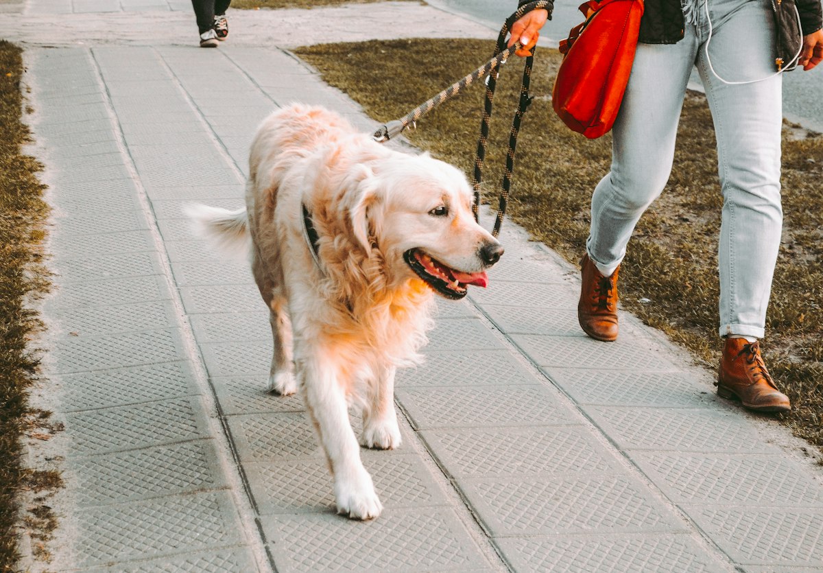Affordable Pet Vaccinations Coming to Lubbock October 24
