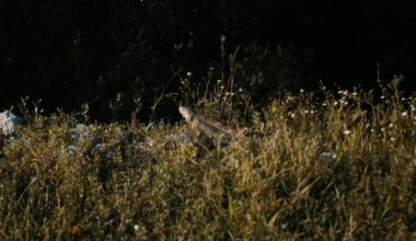 Strange Creature Reports Spark Mystery Near El Paso