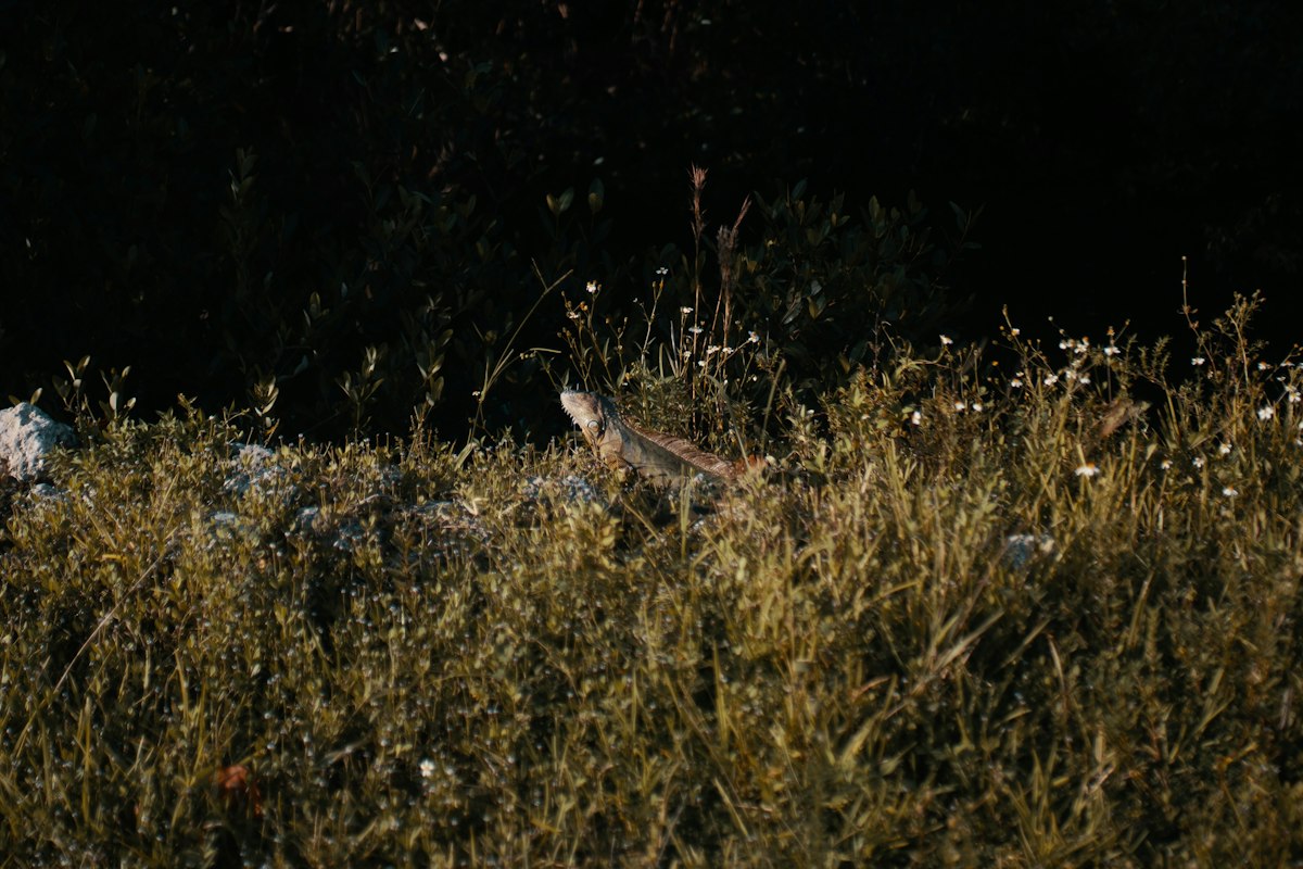 Strange Creature Reports Spark Mystery Near El Paso