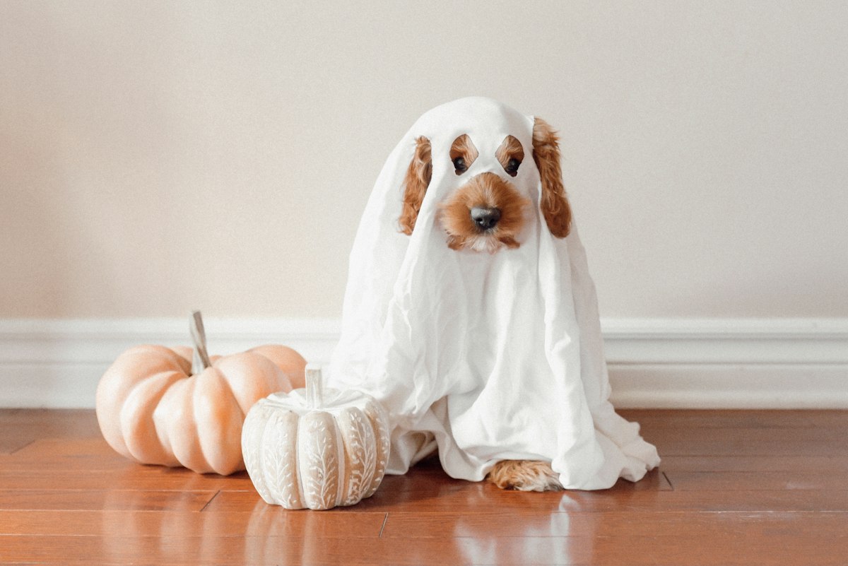 Smart Ways To Ensure A Safe And Fun Halloween Night In Lubbock