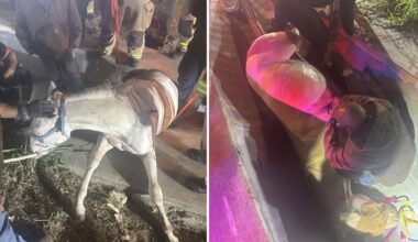 Plano firefighters rescue escaped horse from drainage ditch