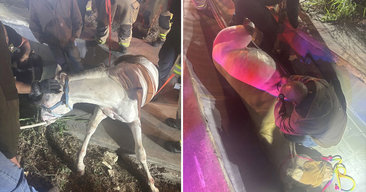 Plano firefighters rescue escaped horse from drainage ditch