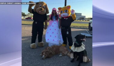 Spooktacular fun! Corpus Christi Animal Care hosts Trunk or Treat Saturday
