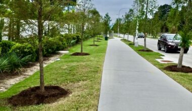30 trees replaced on Montrose Blvd. after summer heat | Heights - River Oaks - Montrose