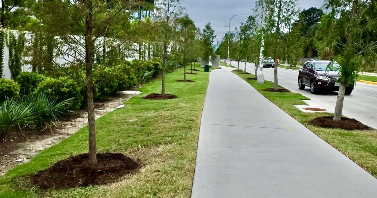 30 trees replaced on Montrose Blvd. after summer heat | Heights - River Oaks - Montrose