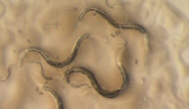 Roundworm genome map benefits synthetic biology, human health
